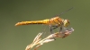 J14_1717 Sympetrum sanguineum female